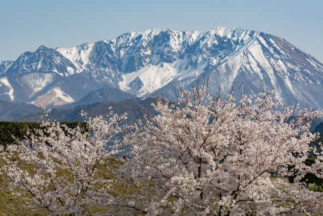 鳥取県の桜の名所と開花情報 21 桜の名所と開花情報 Com