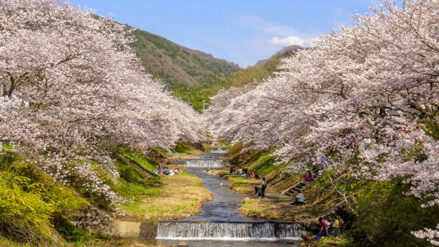 京都府の桜の名所と開花情報 21 その３ 桜の名所と開花情報 Com