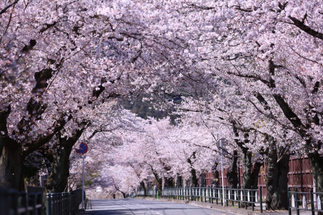 埼玉県の桜の名所と開花情報 21 その２ 桜の名所と開花情報 Com