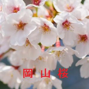 岡山県の桜の名所と開花情報 21 その2 桜の名所と開花情報 Com