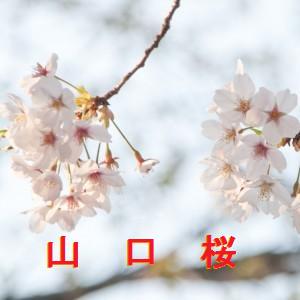 山口 県 桜 開花