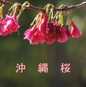 沖縄県の桜の名所と開花情報 21 桜の名所と開花情報 Com