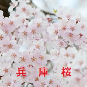 兵庫県の桜の名所と開花情報 2021 その１  桜の名所と開花情報.com