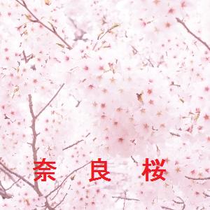 奈良 桜 開花 予想 2022