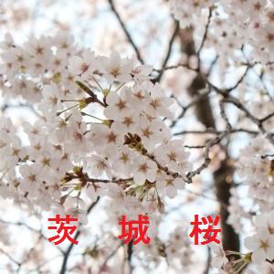 茨城県の桜の名所と開花情報 22 その２ 桜の名所と開花情報 Com