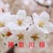 神奈川の桜情報