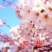 高知の桜情報
