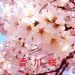 香川の桜情報