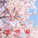 徳島の桜情報