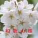 和歌山の桜情報