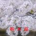 栃木の桜情報