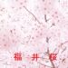 福井の桜情報