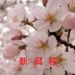 新潟の桜情報