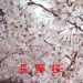 長野の桜情報